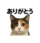 お祈りする三毛猫のリアルなLINEスタンプ（個別スタンプ：7）