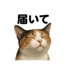 お祈りする三毛猫のリアルなLINEスタンプ（個別スタンプ：8）