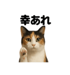 お祈りする三毛猫のリアルなLINEスタンプ（個別スタンプ：10）