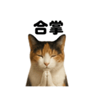 お祈りする三毛猫のリアルなLINEスタンプ（個別スタンプ：11）