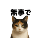 お祈りする三毛猫のリアルなLINEスタンプ（個別スタンプ：12）