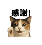 お祈りする三毛猫のリアルなLINEスタンプ（個別スタンプ：14）