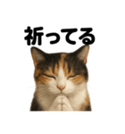 お祈りする三毛猫のリアルなLINEスタンプ（個別スタンプ：16）