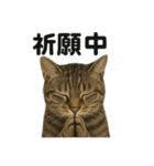 お祈りするキジトラ猫のLINEスタンプ（個別スタンプ：1）