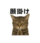 お祈りするキジトラ猫のLINEスタンプ（個別スタンプ：3）