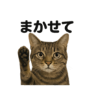お祈りするキジトラ猫のLINEスタンプ（個別スタンプ：4）