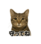 お祈りするキジトラ猫のLINEスタンプ（個別スタンプ：5）