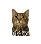 お祈りするキジトラ猫のLINEスタンプ（個別スタンプ：6）