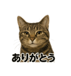 お祈りするキジトラ猫のLINEスタンプ（個別スタンプ：7）
