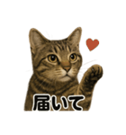 お祈りするキジトラ猫のLINEスタンプ（個別スタンプ：8）