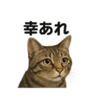 お祈りするキジトラ猫のLINEスタンプ（個別スタンプ：9）