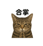 お祈りするキジトラ猫のLINEスタンプ（個別スタンプ：11）