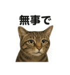 お祈りするキジトラ猫のLINEスタンプ（個別スタンプ：12）