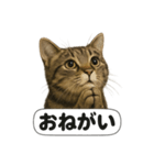 お祈りするキジトラ猫のLINEスタンプ（個別スタンプ：13）
