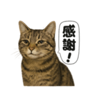 お祈りするキジトラ猫のLINEスタンプ（個別スタンプ：14）