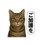 お祈りするキジトラ猫のLINEスタンプ（個別スタンプ：15）