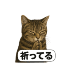 お祈りするキジトラ猫のLINEスタンプ（個別スタンプ：16）