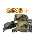 癒しのヒキガエル1（個別スタンプ：1）