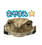 癒しのヒキガエル1（個別スタンプ：2）