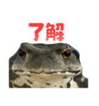 癒しのヒキガエル1（個別スタンプ：3）