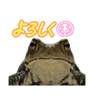 癒しのヒキガエル1（個別スタンプ：4）