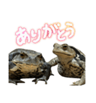 癒しのヒキガエル1（個別スタンプ：5）