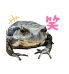 癒しのヒキガエル1（個別スタンプ：6）