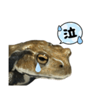 癒しのヒキガエル1（個別スタンプ：9）
