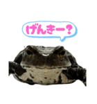 癒しのヒキガエル1（個別スタンプ：12）