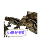 癒しのヒキガエル1（個別スタンプ：16）