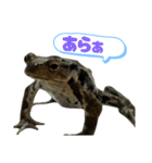癒しのヒキガエル1（個別スタンプ：20）