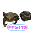 癒しのヒキガエル1（個別スタンプ：22）