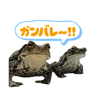 癒しのヒキガエル1（個別スタンプ：23）