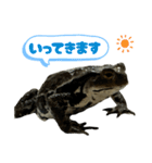 癒しのヒキガエル1（個別スタンプ：26）