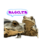 癒しのヒキガエル1（個別スタンプ：30）