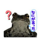 癒しのヒキガエル1（個別スタンプ：32）