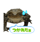 癒しのヒキガエル1（個別スタンプ：36）