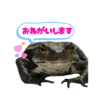 癒しのヒキガエル1（個別スタンプ：39）