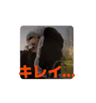 オオカワ・ダンシング（個別スタンプ：1）
