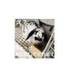 うごくもだスタンプ（個別スタンプ：4）