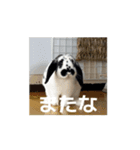 うごくもだスタンプ（個別スタンプ：12）