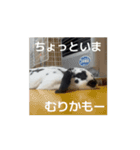 うごくもだスタンプ（個別スタンプ：13）