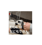 うごくもだスタンプ（個別スタンプ：15）