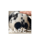 うごくもだスタンプ（個別スタンプ：16）