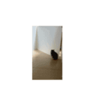 さばちゃん ハムスター動くスタンプ①（個別スタンプ：6）