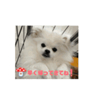 ポメペキです（個別スタンプ：2）
