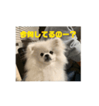ポメペキです（個別スタンプ：3）