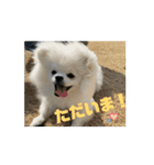 ポメペキです（個別スタンプ：4）