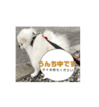 ポメペキです（個別スタンプ：7）
