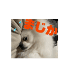 ポメペキです（個別スタンプ：8）